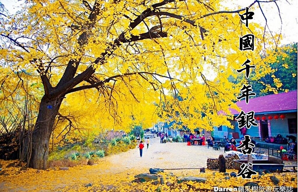 中國千年銀杏谷景區