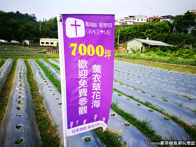 ig打卡景點,苗栗景點,葛瑞絲香草田,薰衣草花海,苗栗新景點,花海景點