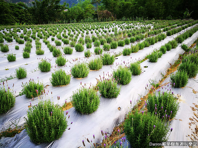 ig打卡景點,苗栗景點,葛瑞絲香草田,薰衣草花海,苗栗新景點,花海景點