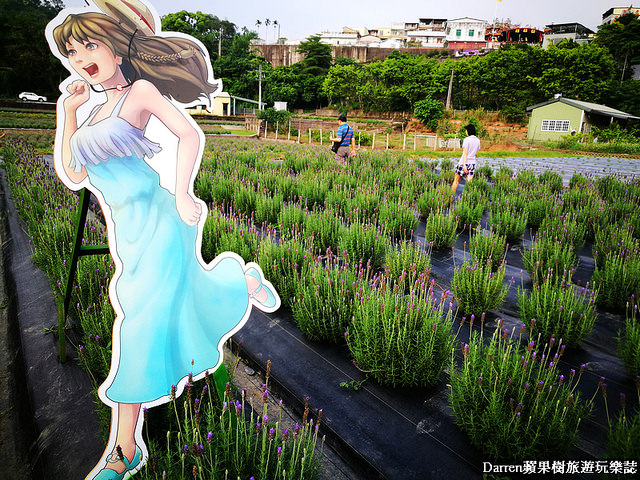 ig打卡景點,苗栗景點,葛瑞絲香草田,薰衣草花海,苗栗新景點,花海景點