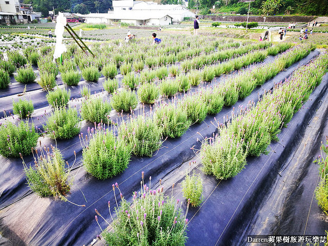 ig打卡景點,苗栗景點,葛瑞絲香草田,薰衣草花海,苗栗新景點,花海景點