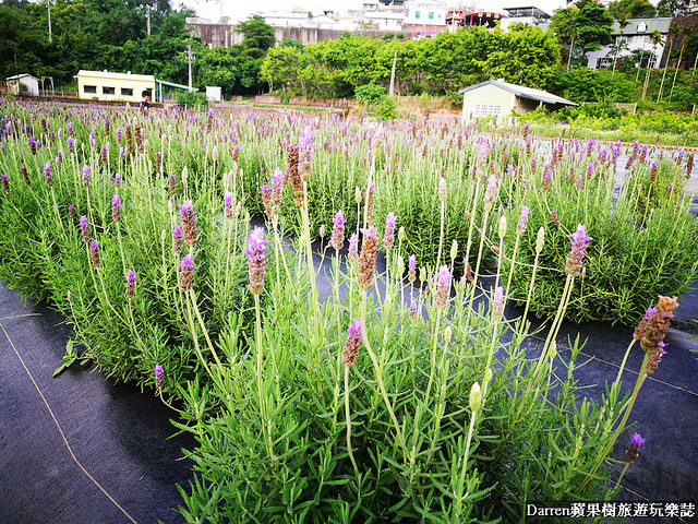 ig打卡景點,苗栗景點,葛瑞絲香草田,薰衣草花海,苗栗新景點,花海景點