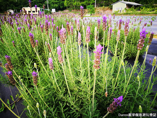 ig打卡景點,苗栗景點,葛瑞絲香草田,薰衣草花海,苗栗新景點,花海景點
