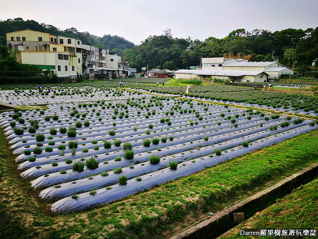 ig打卡景點,苗栗景點,葛瑞絲香草田,薰衣草花海,苗栗新景點,花海景點