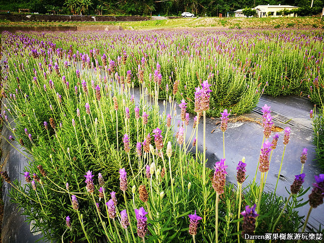 ig打卡景點,苗栗景點,葛瑞絲香草田,薰衣草花海,苗栗新景點,花海景點 ig打卡景點,苗栗景點,葛瑞絲香草田,薰衣草花海,苗栗新景點,花海景點