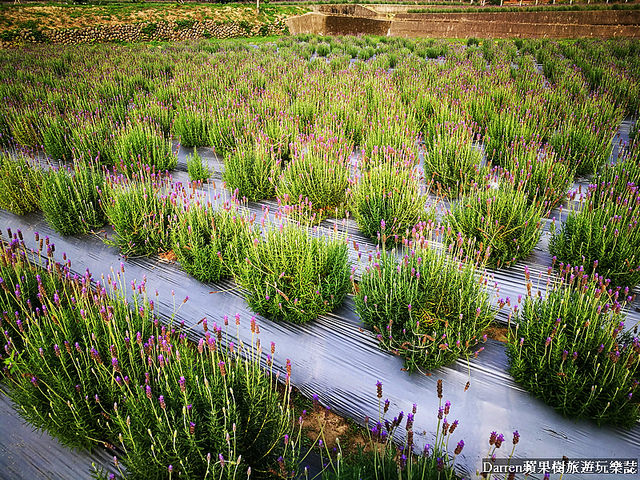 ig打卡景點,苗栗景點,葛瑞絲香草田,薰衣草花海,苗栗新景點,花海景點