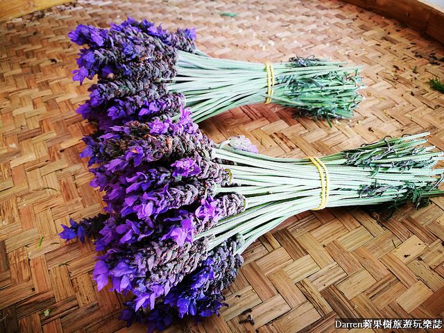 ig打卡景點,苗栗景點,葛瑞絲香草田,薰衣草花海,苗栗新景點,花海景點