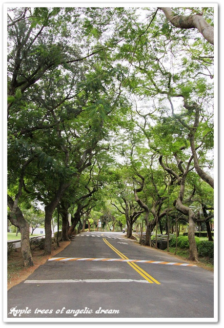 東海路思義教堂,東海雞腳凍蓮心冰