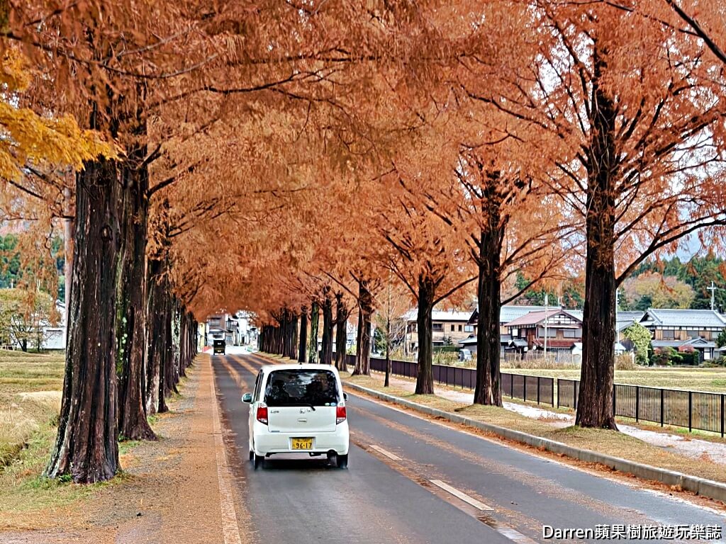 水杉林蔭大道