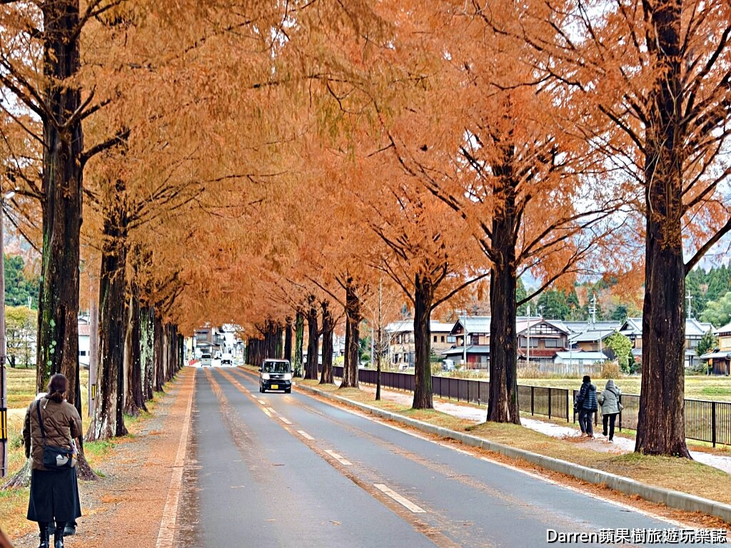水杉林蔭大道