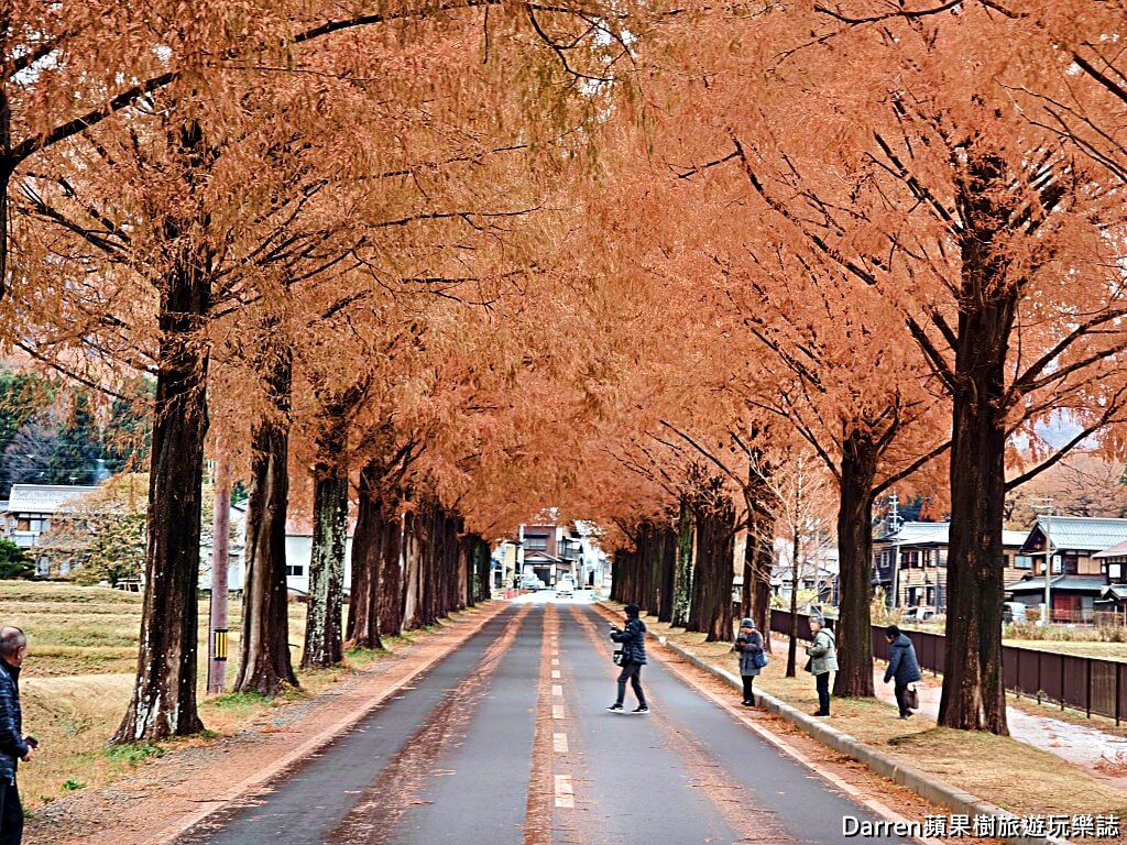 水杉林蔭大道