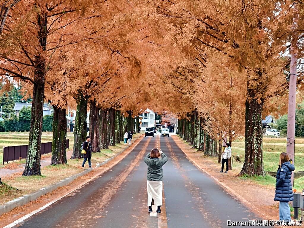 水杉林蔭大道