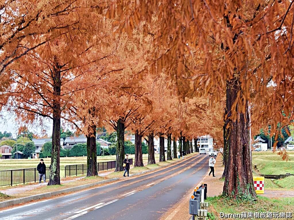 水杉林蔭大道