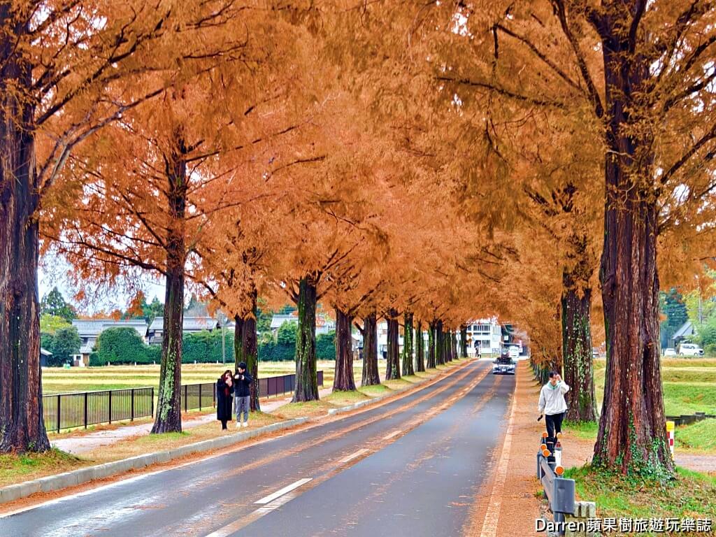 水杉林蔭大道