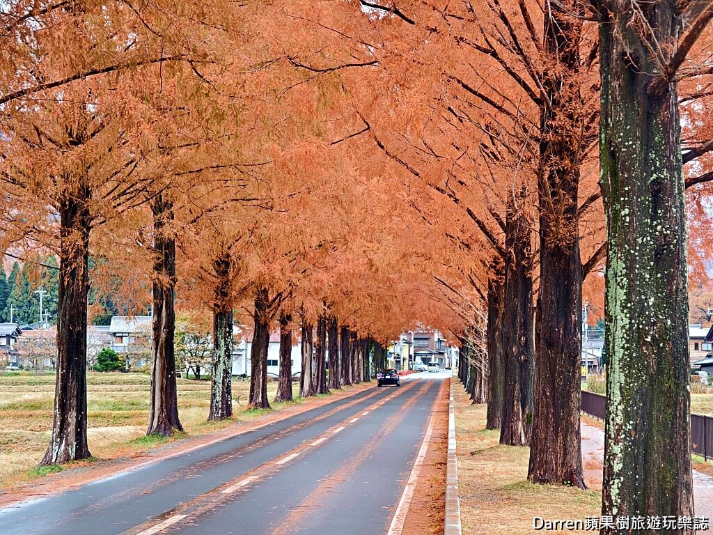 水杉林蔭大道