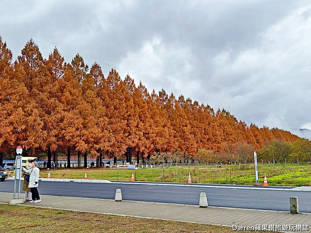 水杉林蔭大道