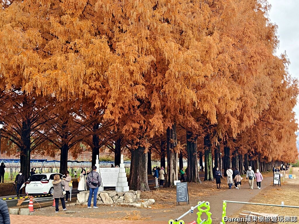 水杉林蔭大道
