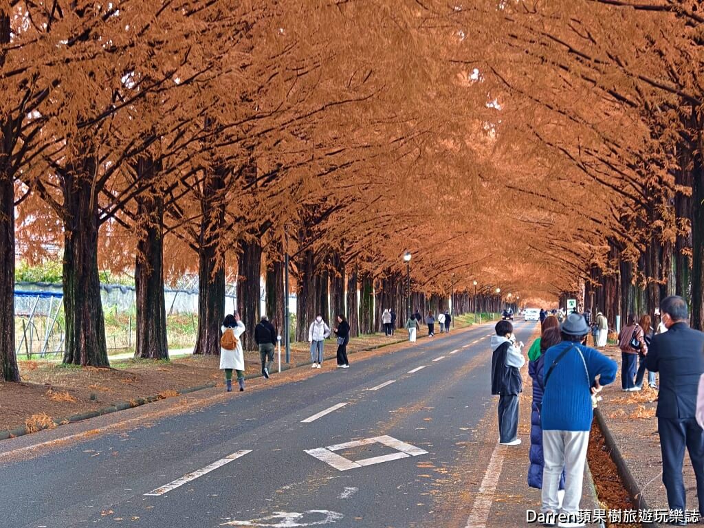 水杉林蔭大道