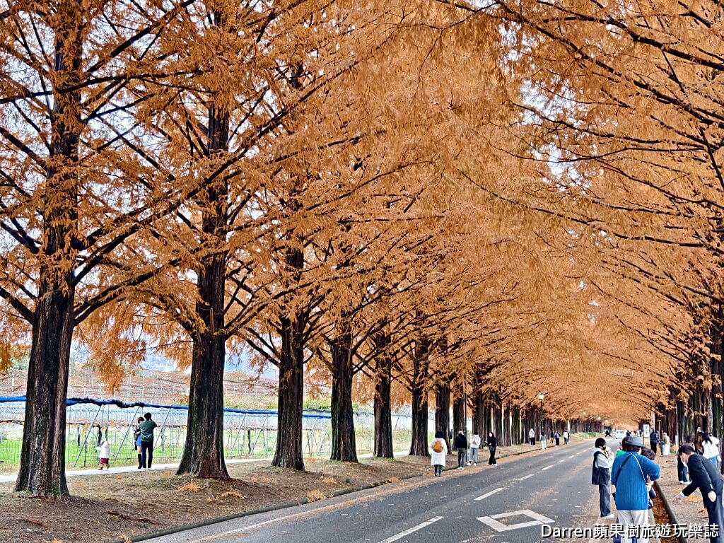 水杉林蔭大道