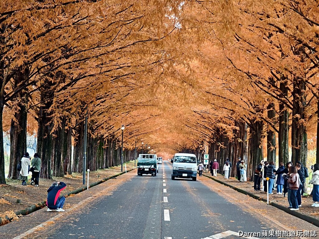 水杉林蔭大道