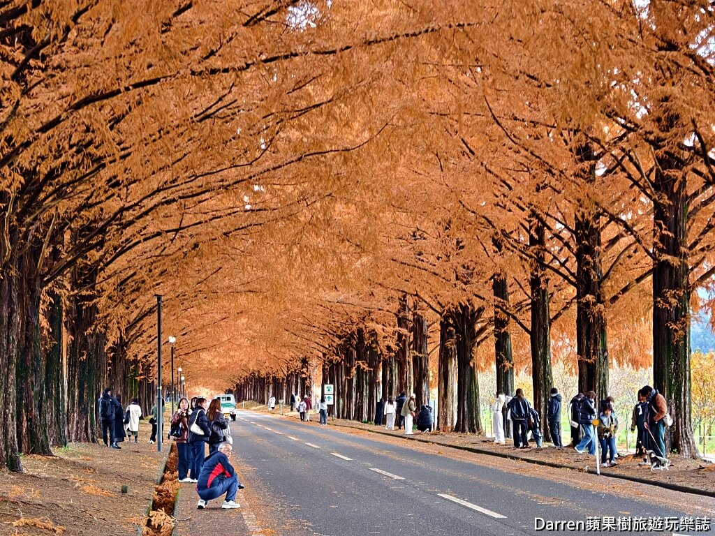 水杉林蔭大道