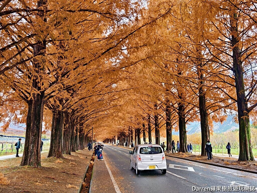 水杉林蔭大道