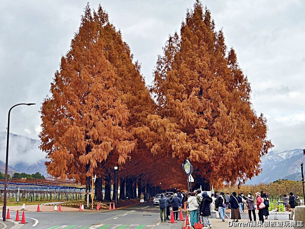 水杉林蔭大道