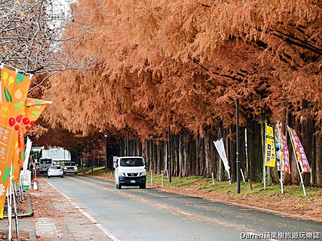 水杉林蔭大道