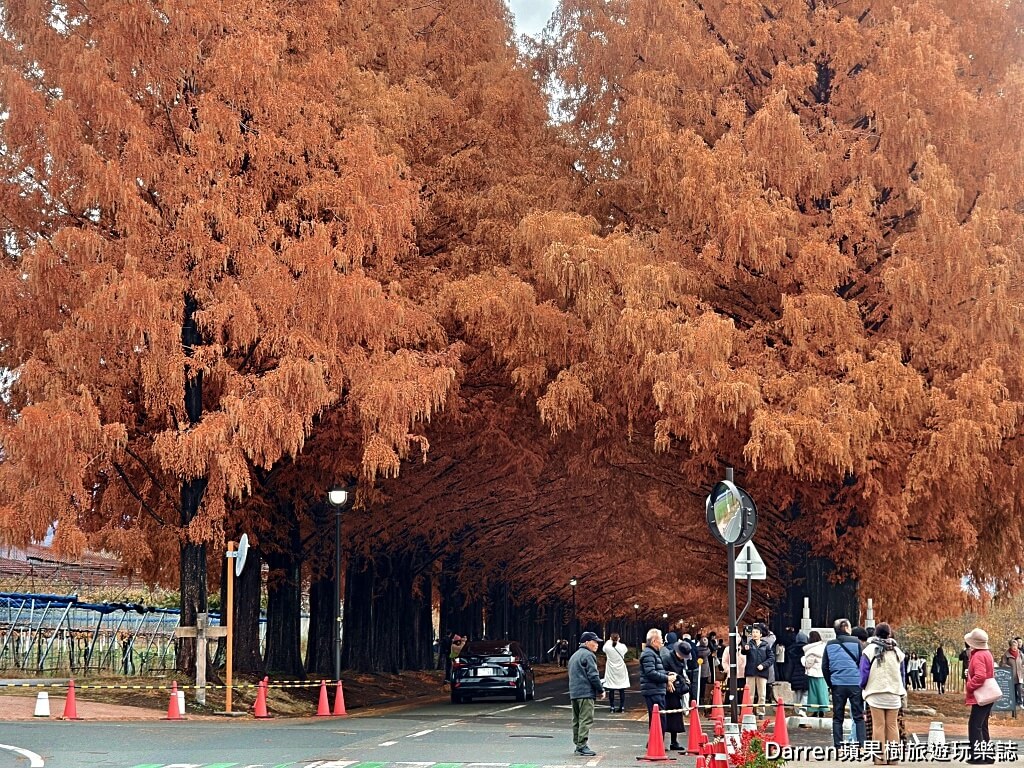 水杉林蔭大道