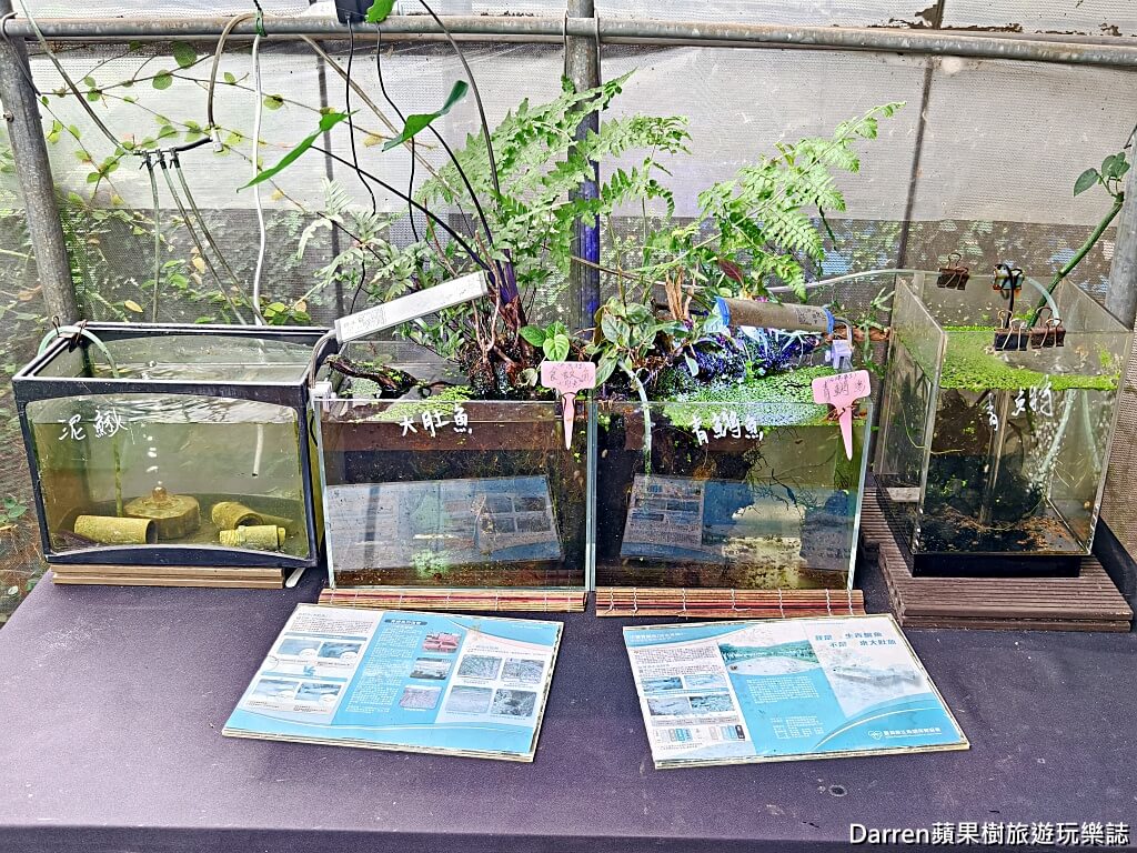 草莓學校