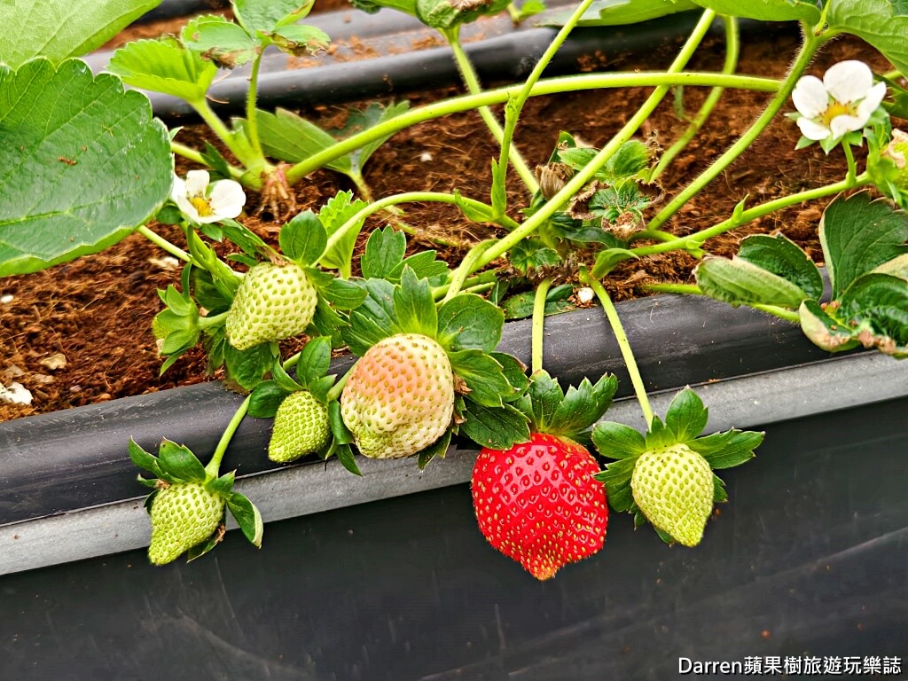 草莓學校