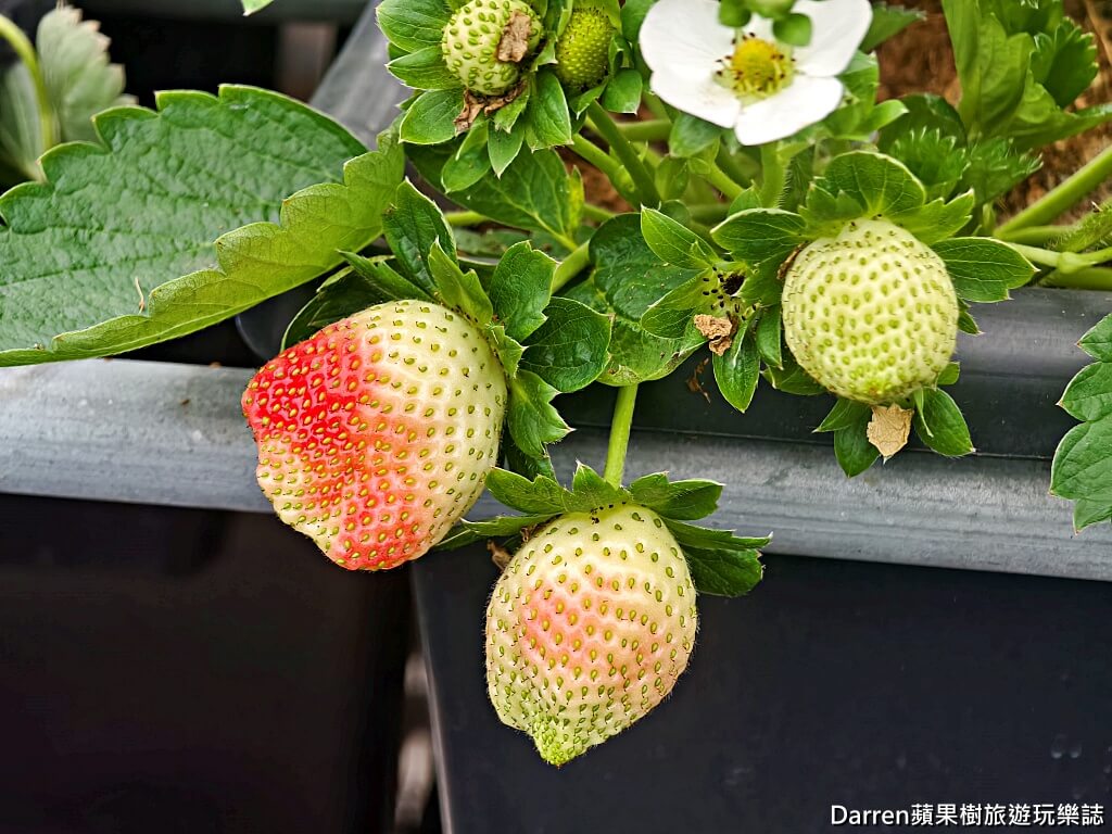 草莓學校