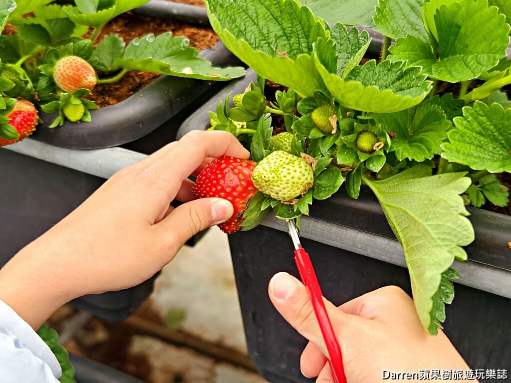 草莓學校