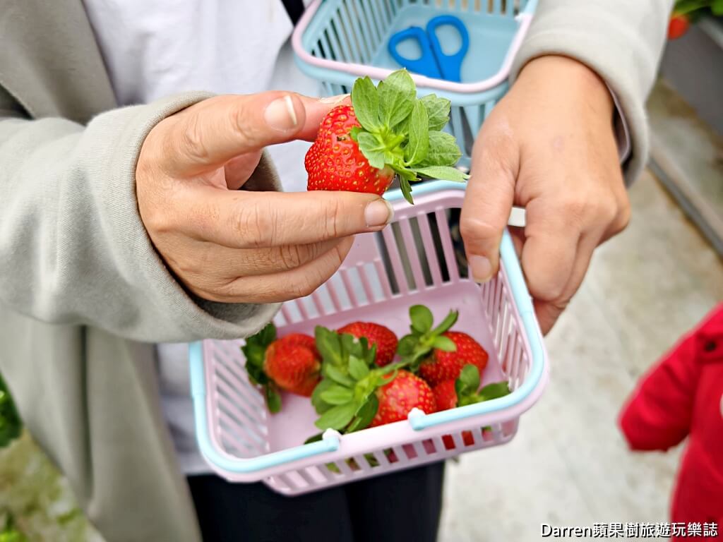 草莓學校