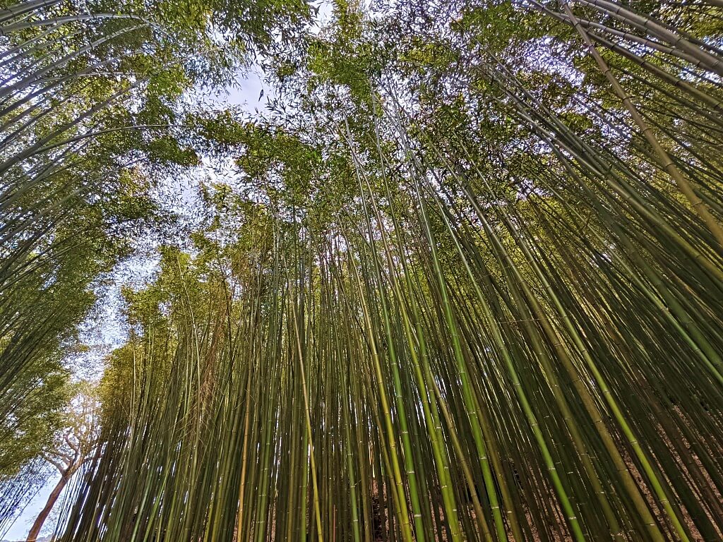 泰安竹林秘境