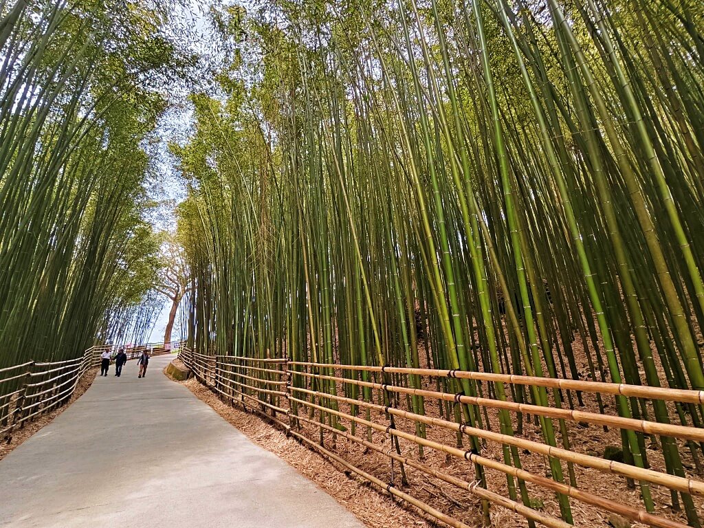泰安竹林秘境