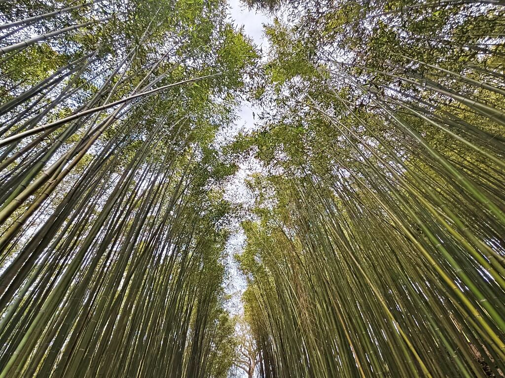 泰安竹林秘境