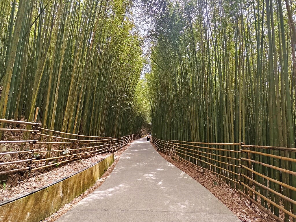 泰安竹林秘境