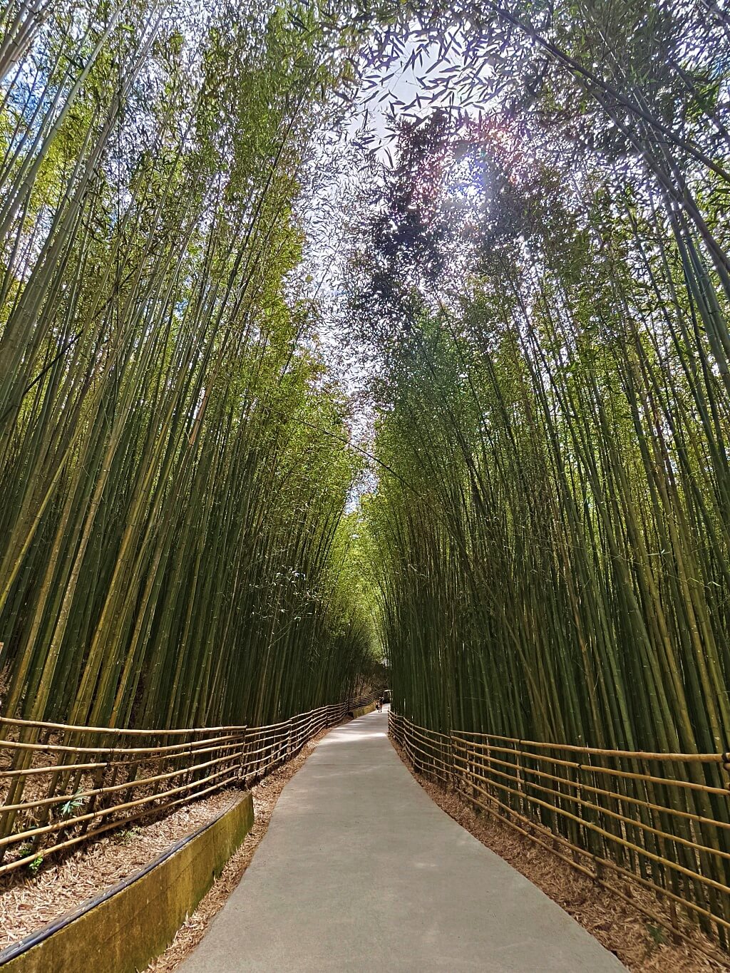 泰安竹林秘境