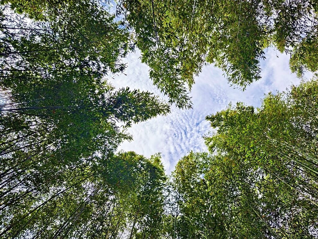 泰安竹林秘境