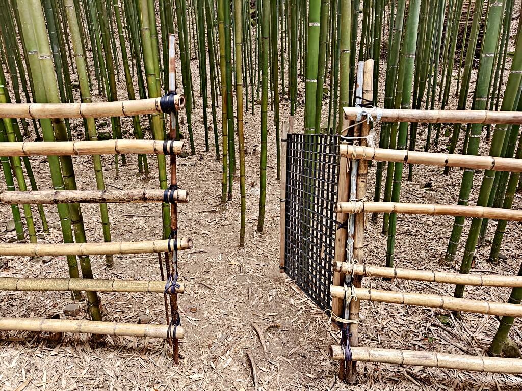 泰安竹林秘境