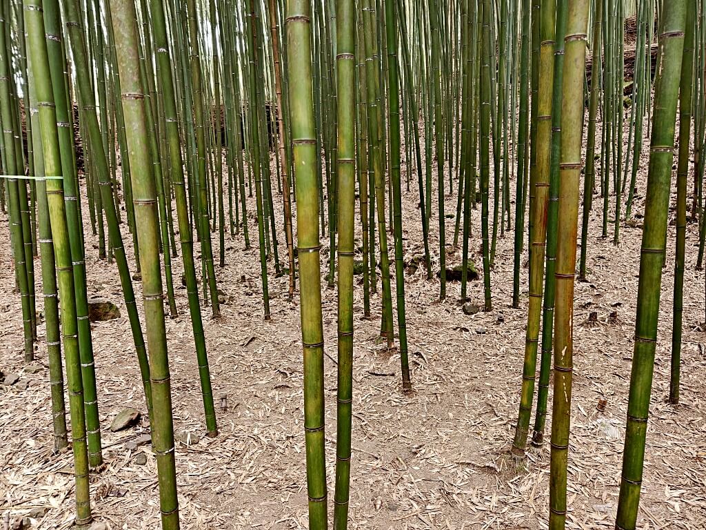 泰安竹林秘境