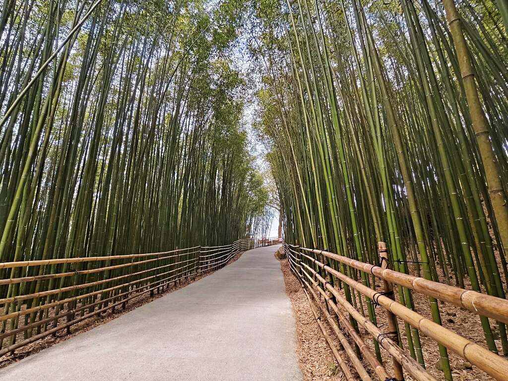 泰安竹林秘境