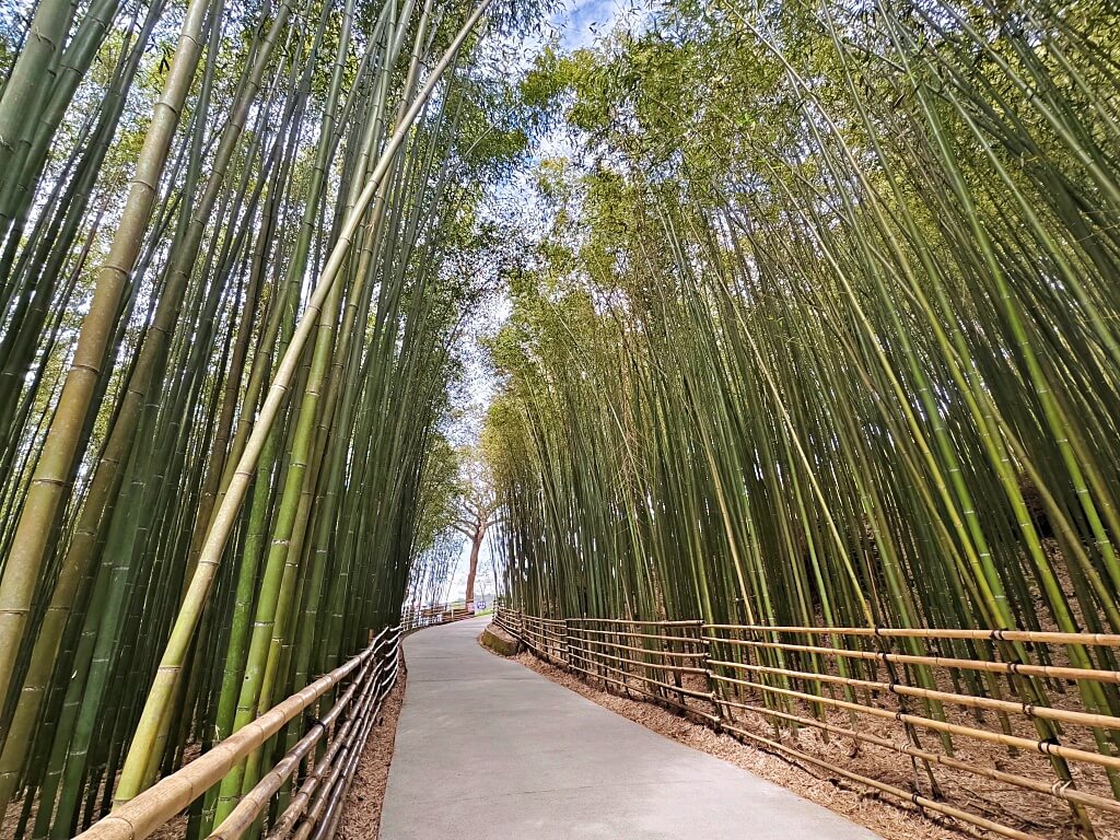 泰安竹林秘境