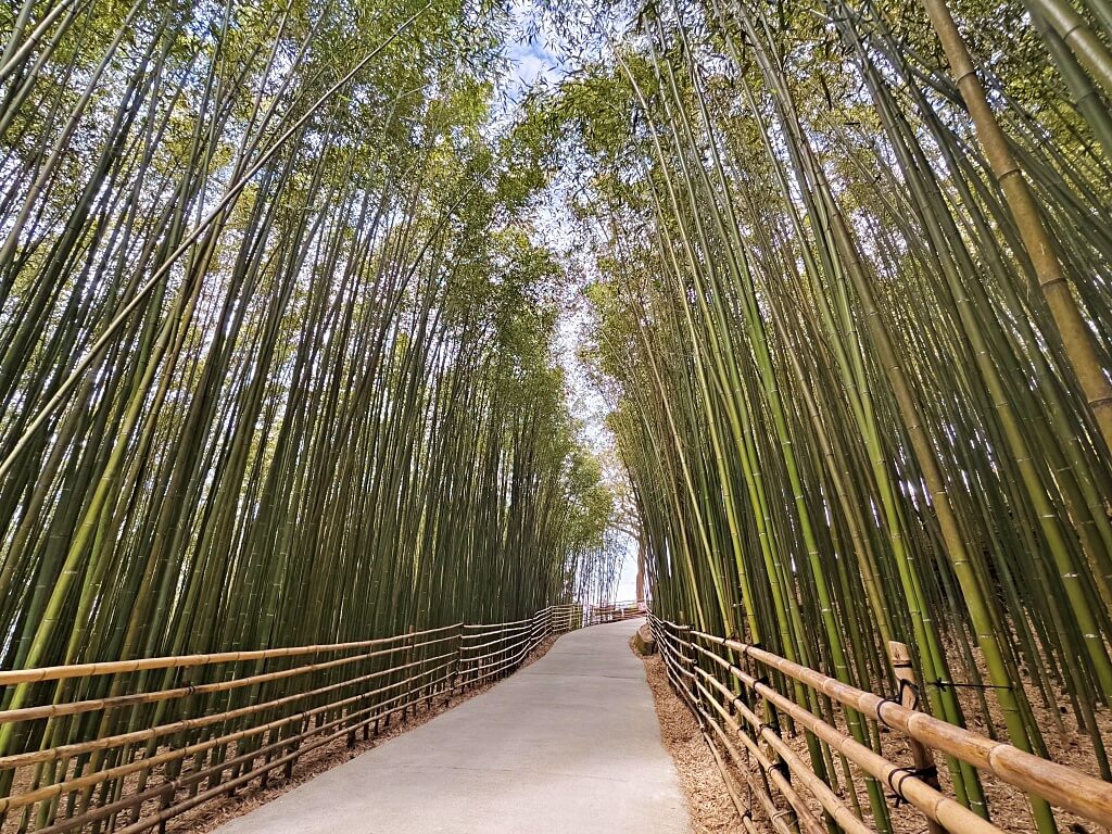 泰安竹林秘境