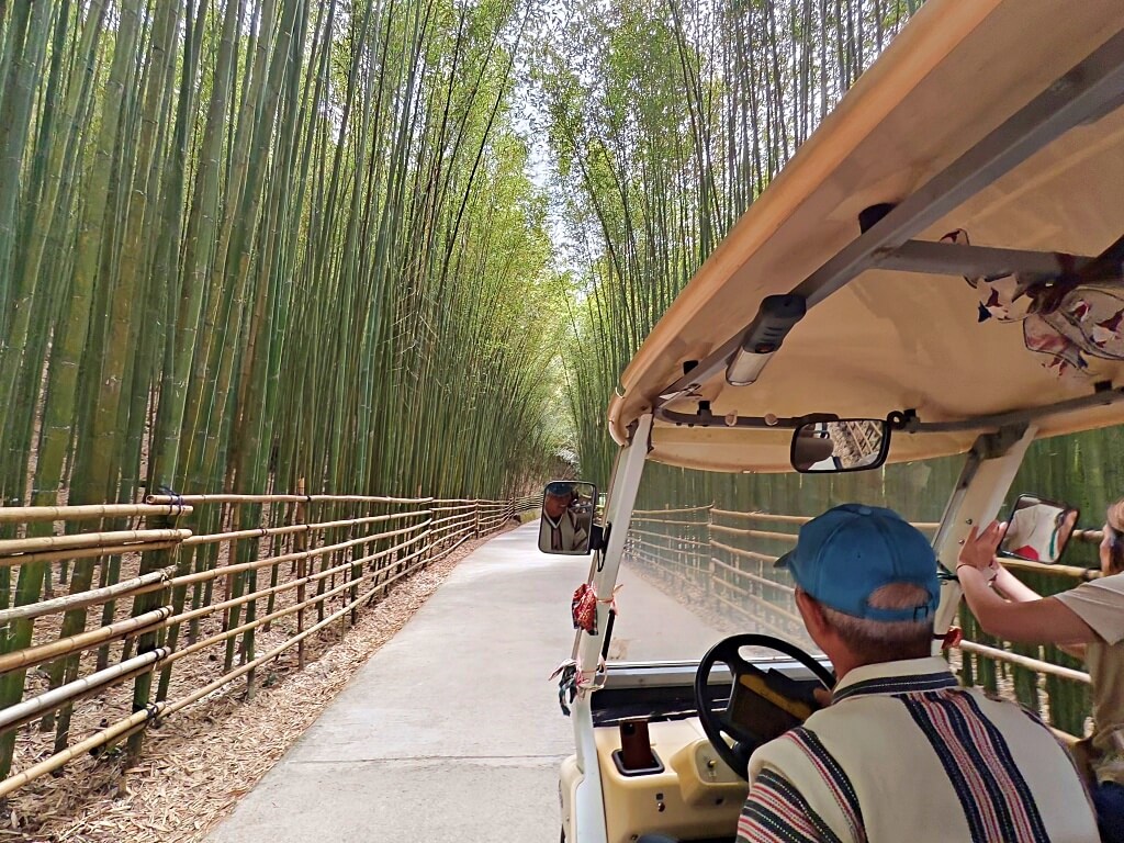 泰安竹林秘境