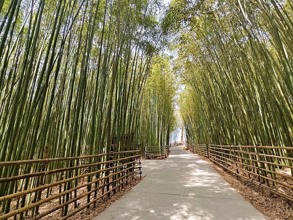 泰安竹林秘境