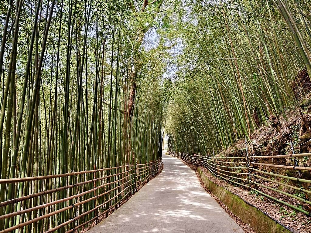 泰安竹林秘境