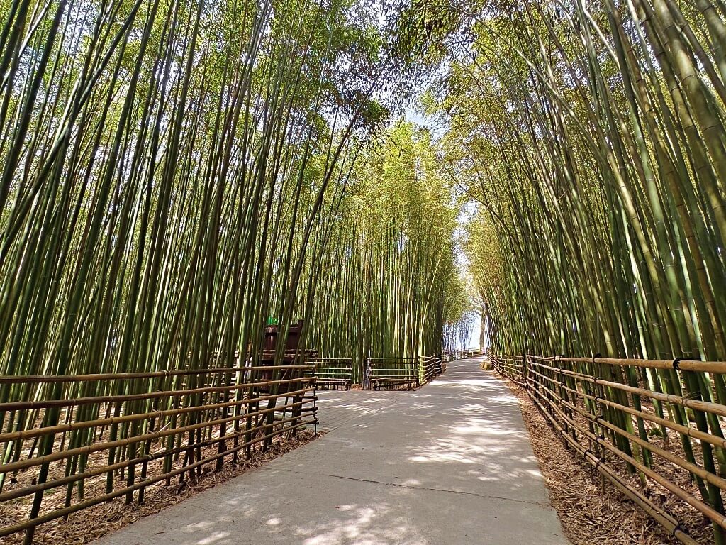 泰安竹林秘境
