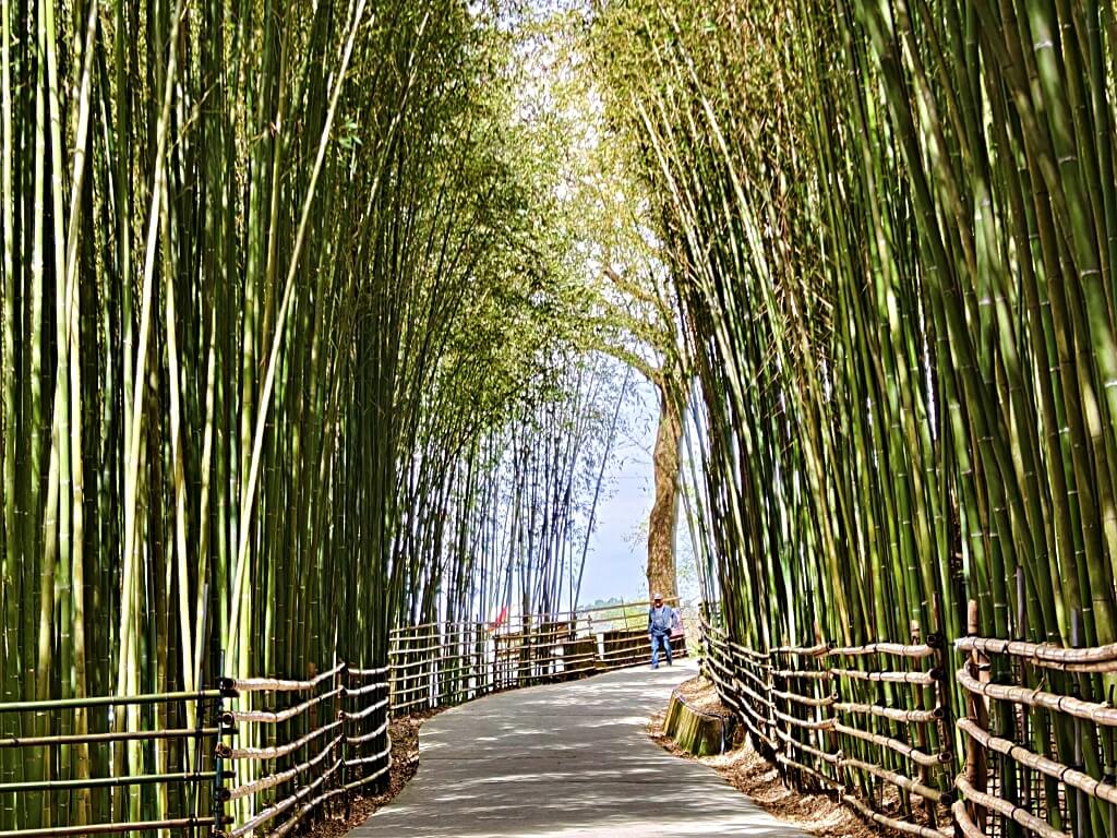 泰安竹林秘境